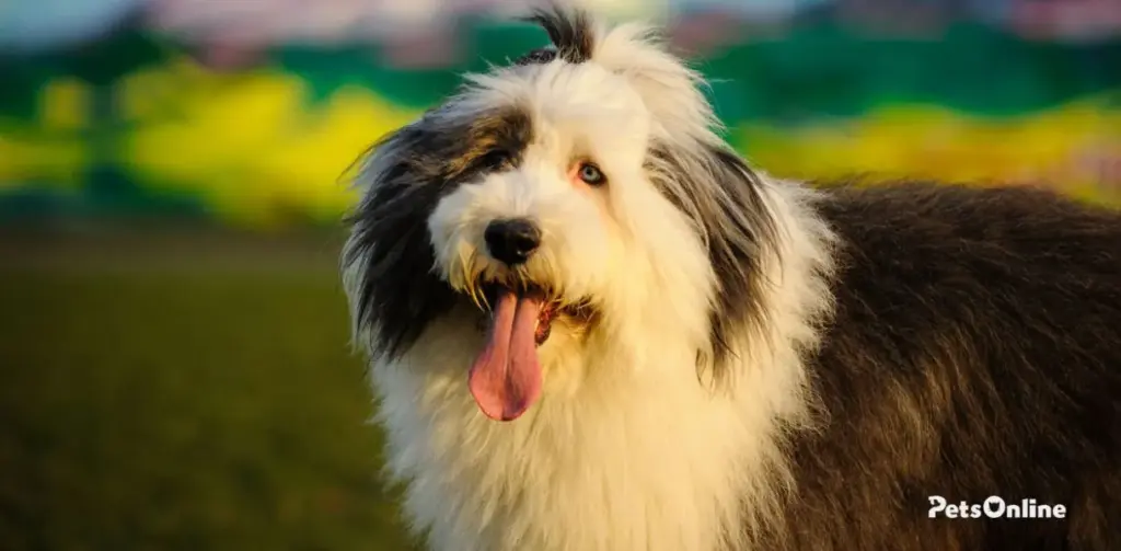 old english sheepdog breed photo 3