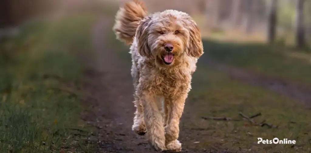 otterhound breed photo 4