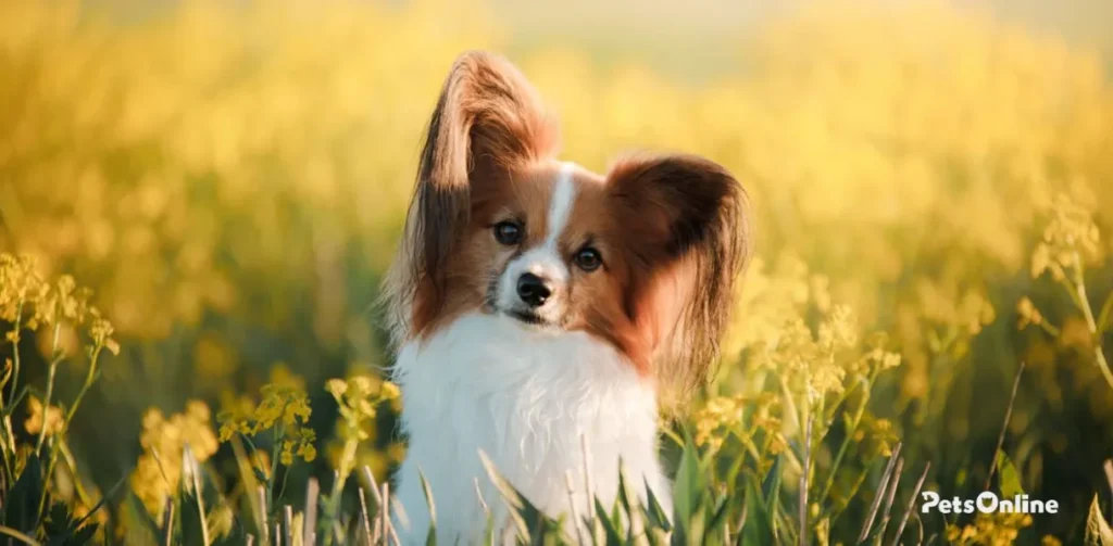 papillon dog breed photo 4