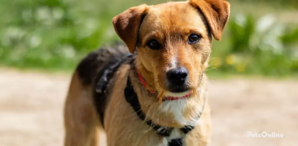 patterdale terrier dog breed photo 2