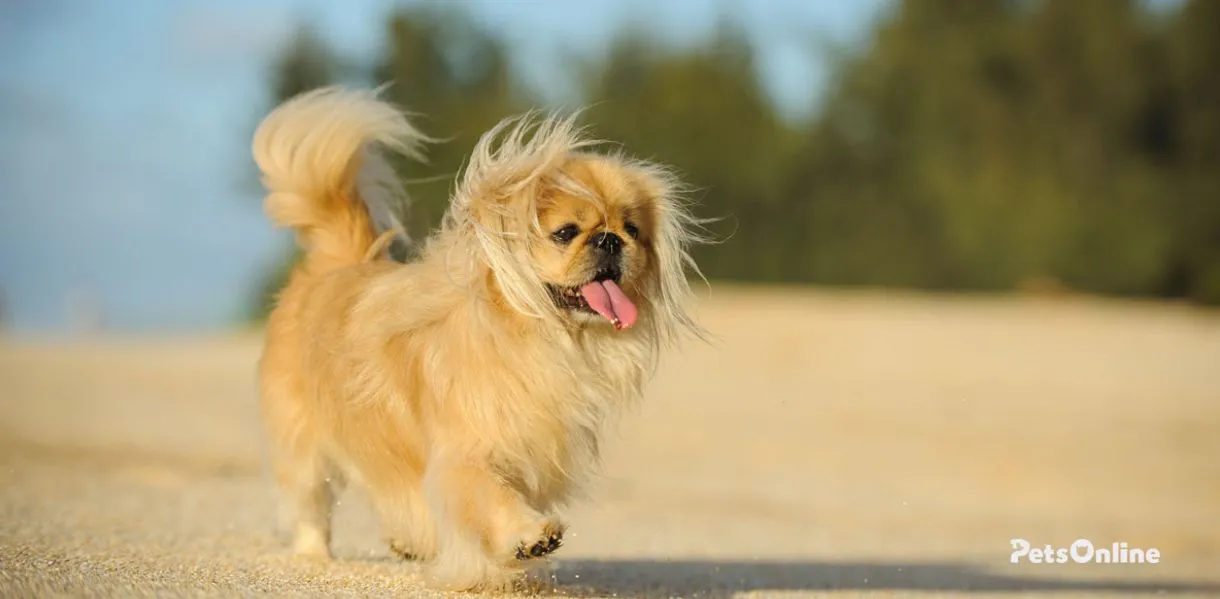 pekingese dog breed photo 1