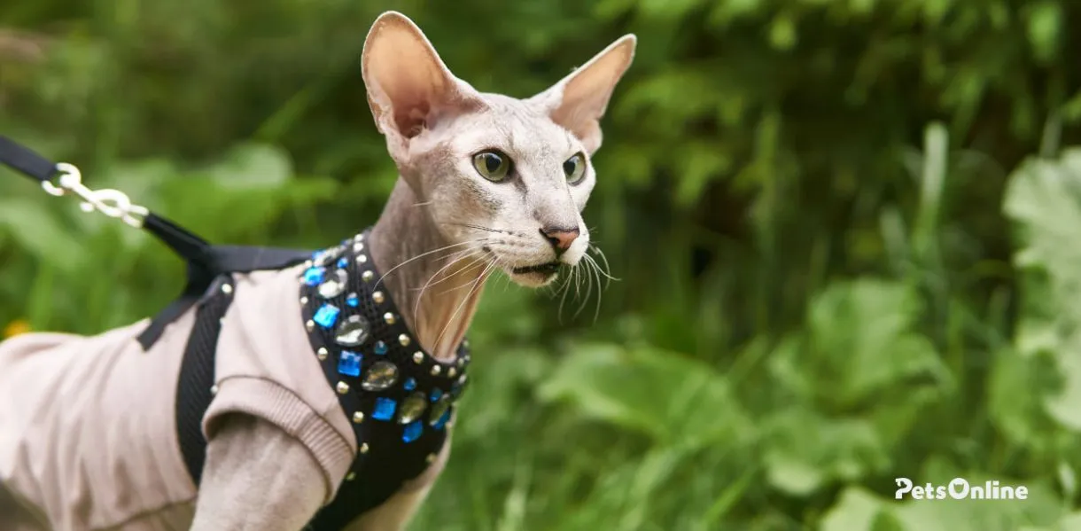 peterbald cat breed photo 3