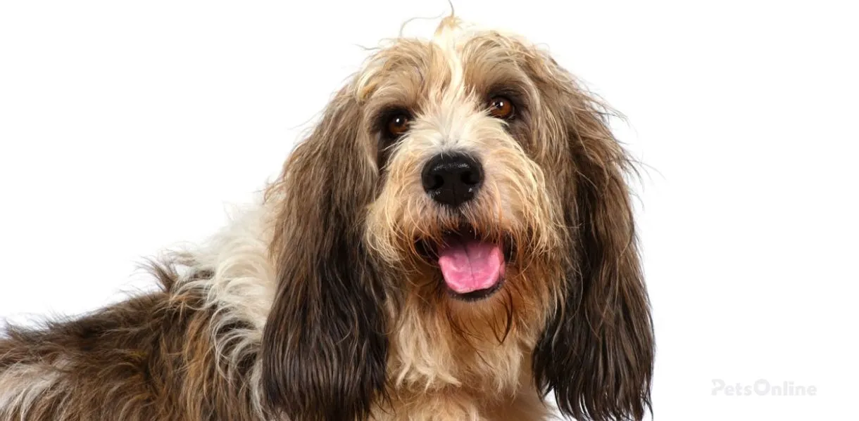 petit basset griffon vendéen dog breed photo 1