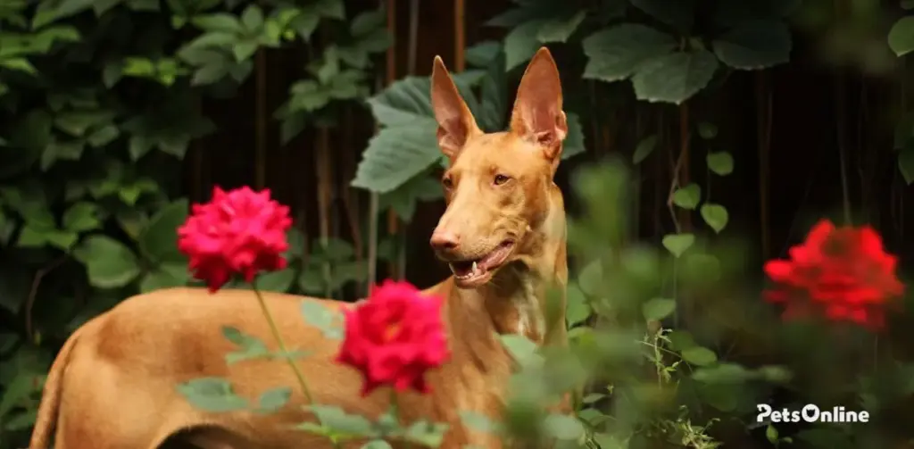 pharaoh hound dog breed photo