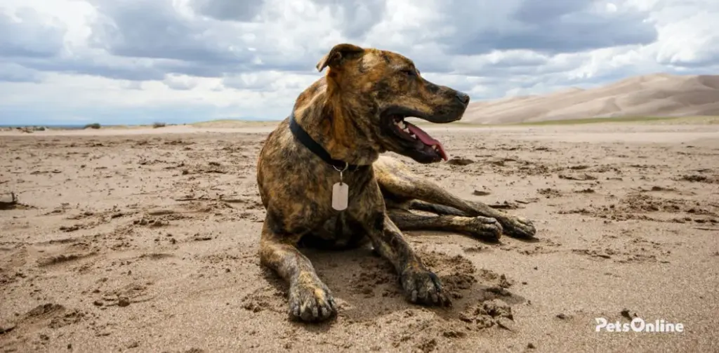 plott hound dog breed photo 3