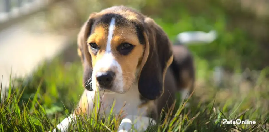 pocket beagle dog breed photo 1