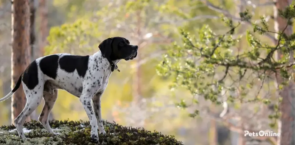 pointer dog breed photo 1