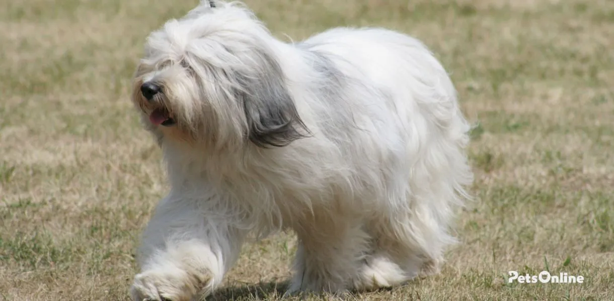 polish lowland sheepdog breed photo 4