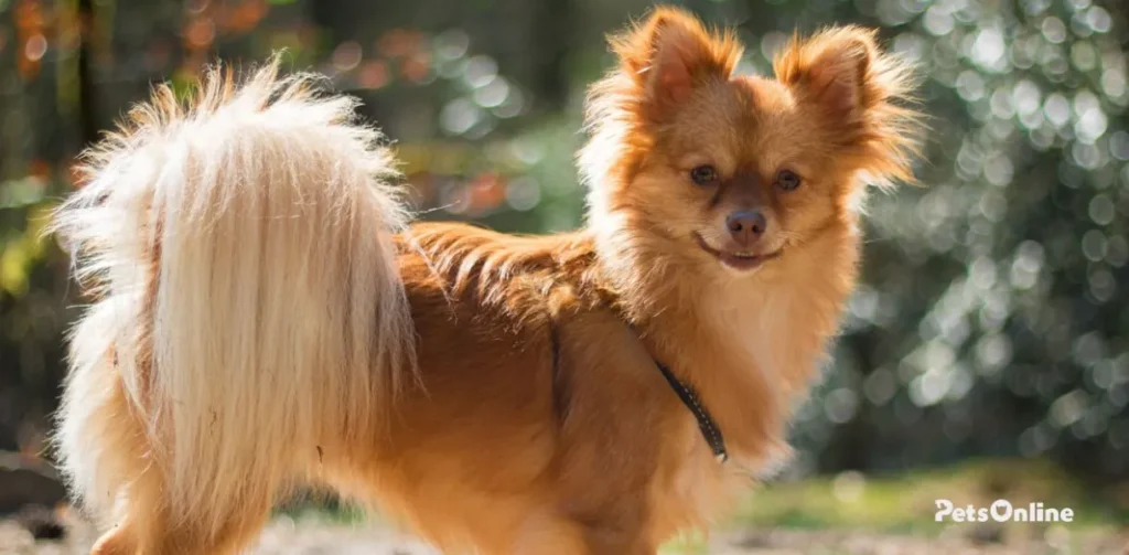 pomchi dog breed photo 2