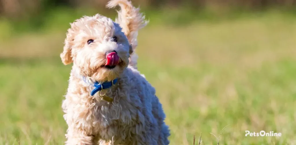 poochon dog breed photo 3