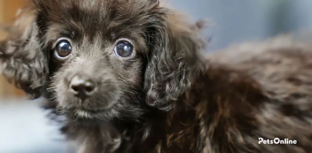 poodle mixed dog breed photo 2