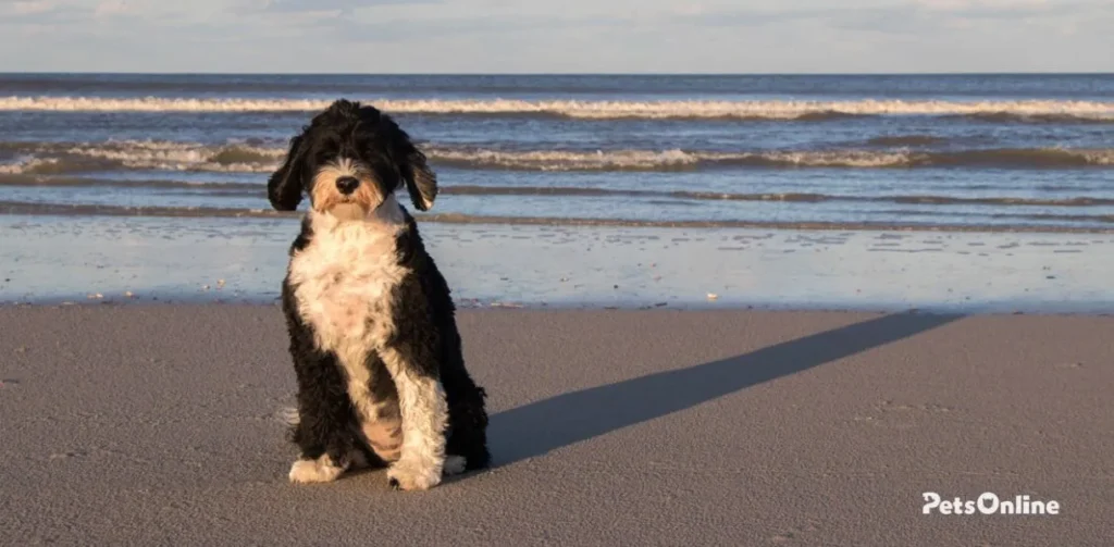 portuguese water dog breed photo 1