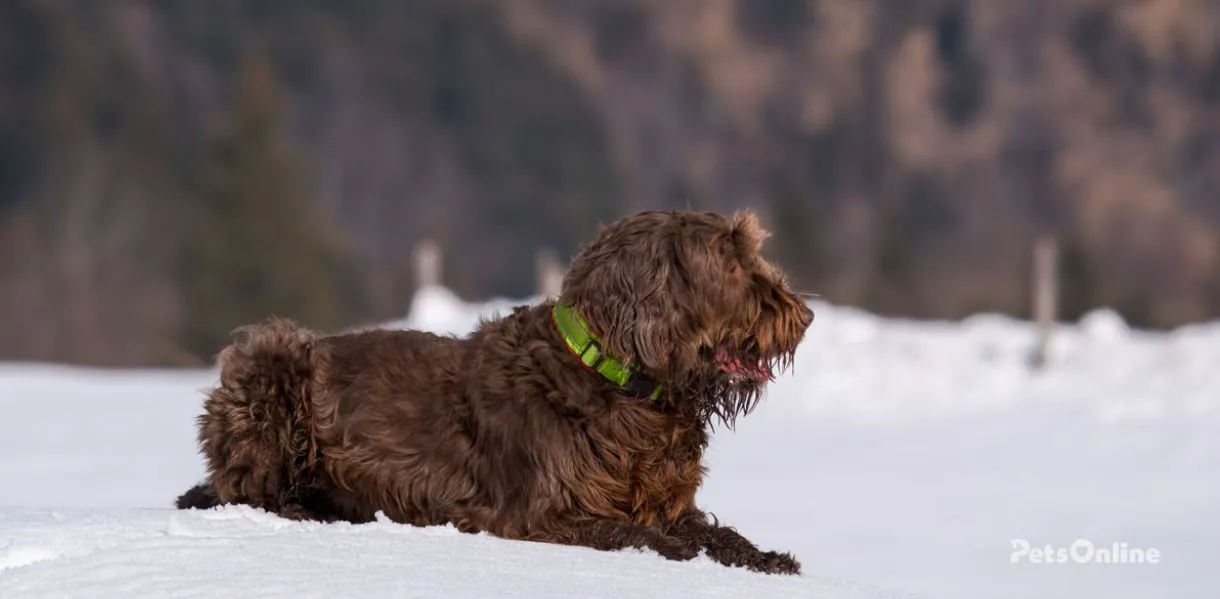 pudelpointer dog breed photo 4