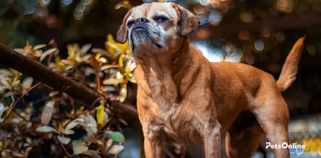 pugalier dog breed photo 1