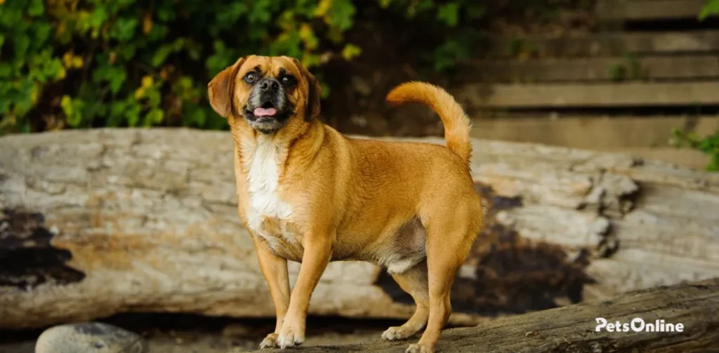 puggle dog breed photo 1