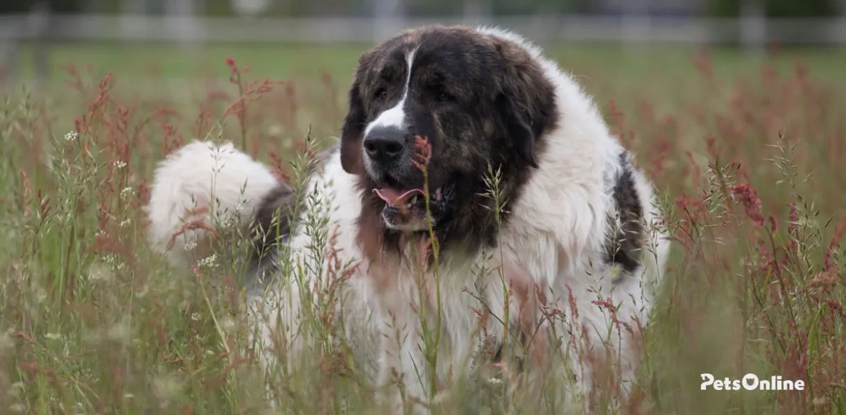 pyrenean mastiff dog breed photo 1