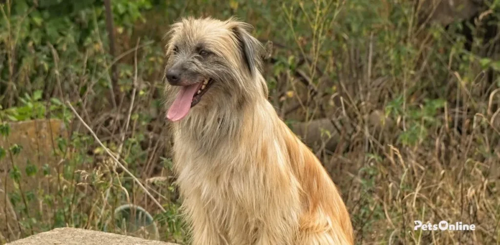 pyrenean shepherd dog breed photo 1