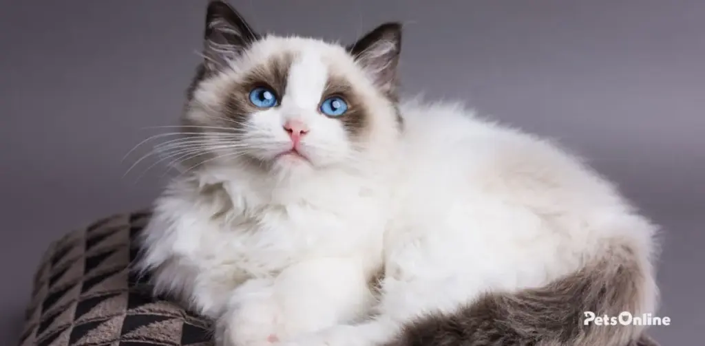 ragdoll cat breed photo 3