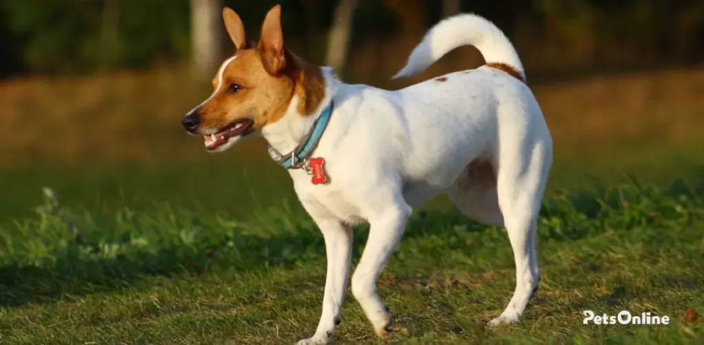 rat terrier dog breed photo 1