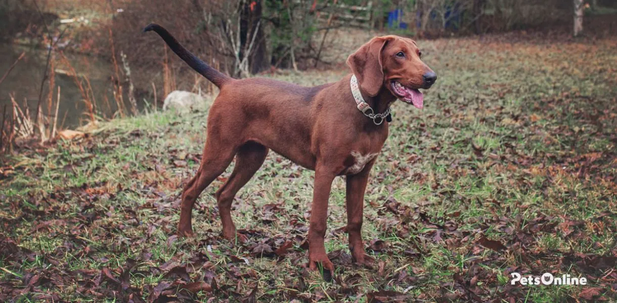 redbone coonhound dog breed photo 1