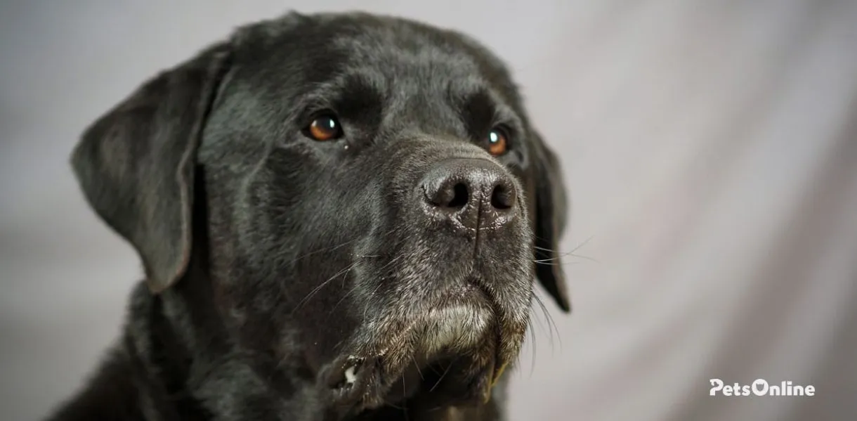 Rotidor Dog Rottador Dog Breed Information - Pets Online