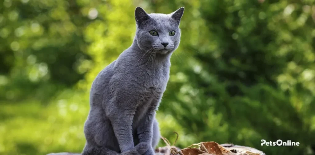 russian blue cat breed photo 1