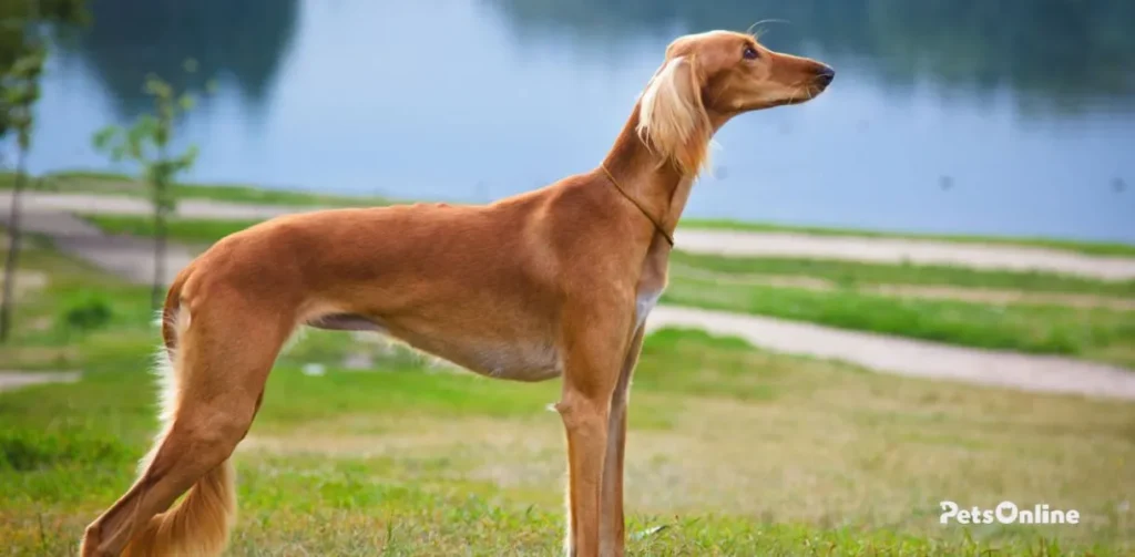 saluki dog breed photo 4