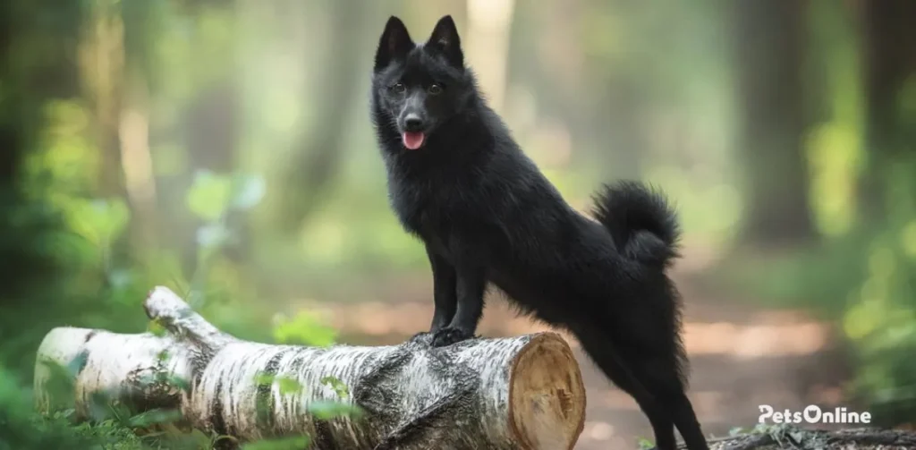 schipperke dog breed photo 1