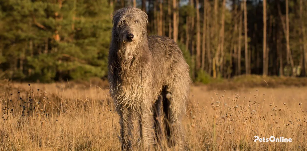 scottish deerhound dog breed photo 2