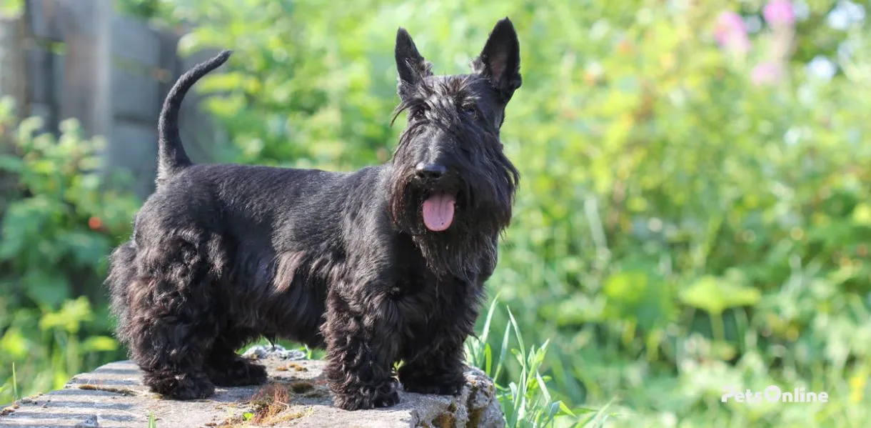 scottish terrier dog breed photo 2