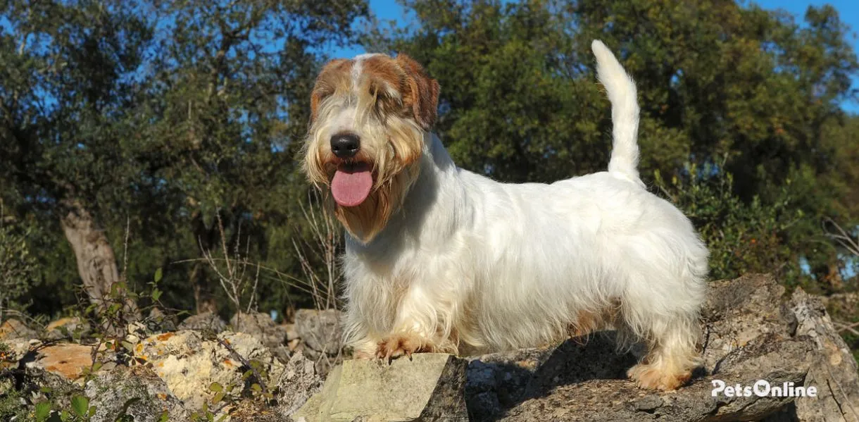 sealyham terrier dog breed photo 4