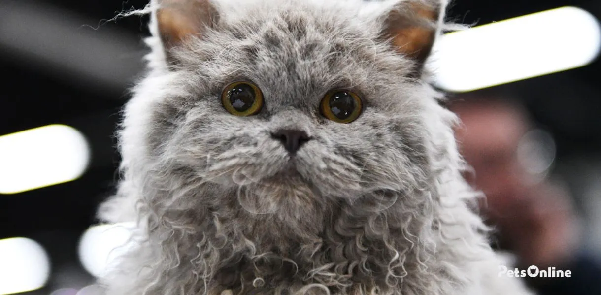 selkirk rex cat breed photo 3