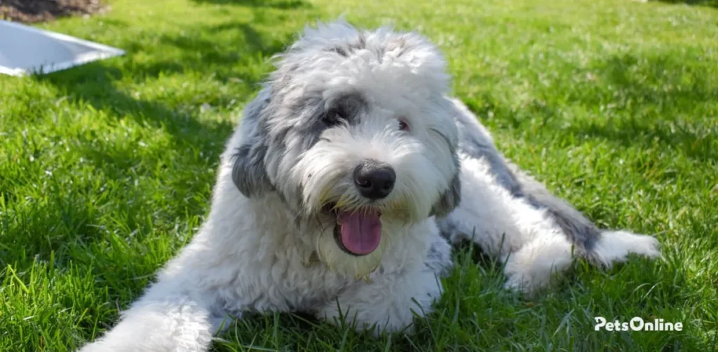 sheepadoodle dog breed photo 3