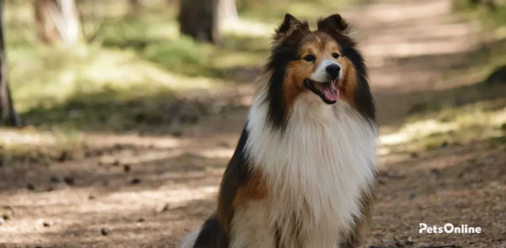 shetland sheepdog dog breed photo 2