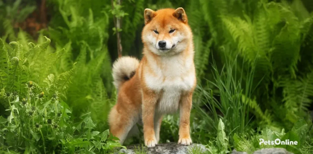 shiba inu dog breed photo 1