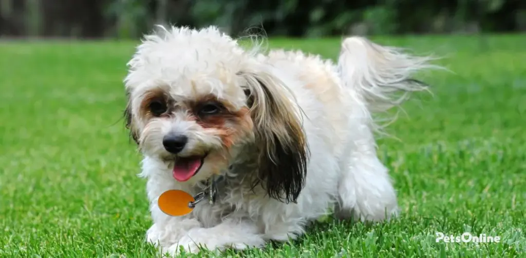 shih poo dog breed photo 1