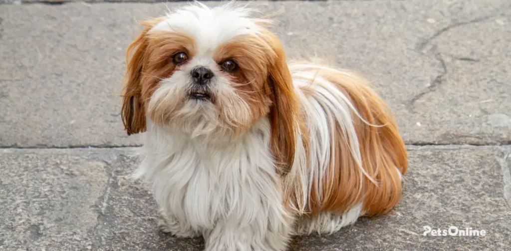 shih tzu dog breed photo 1