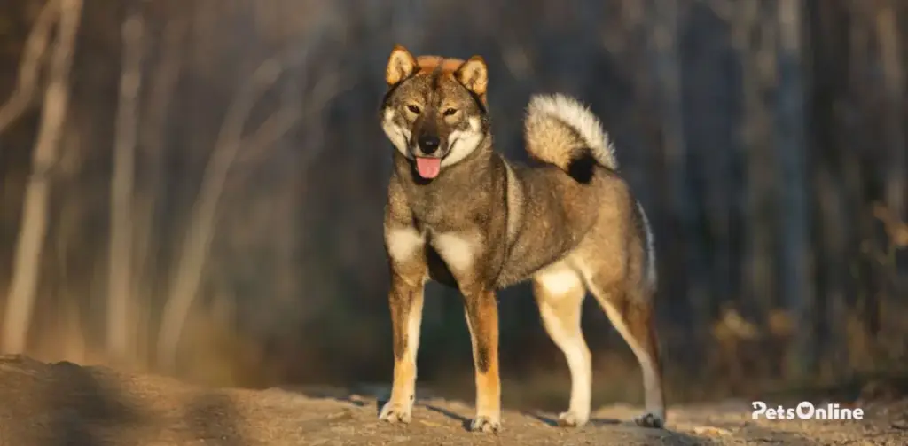 shikoku dog breed photo 1