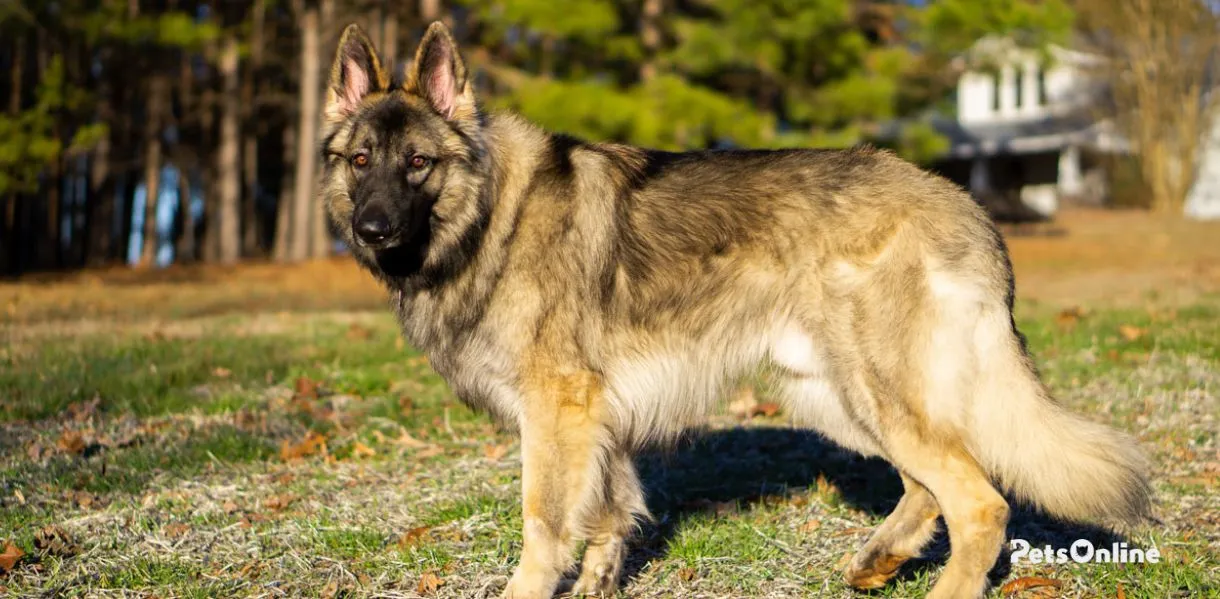 shiloh shepherd dog breed photo 3