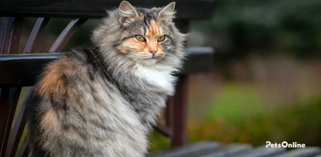 siberian cat breed photo 4