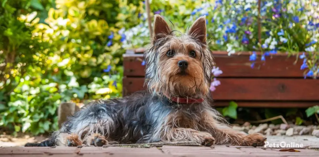 silky terrier dog breed photo 4