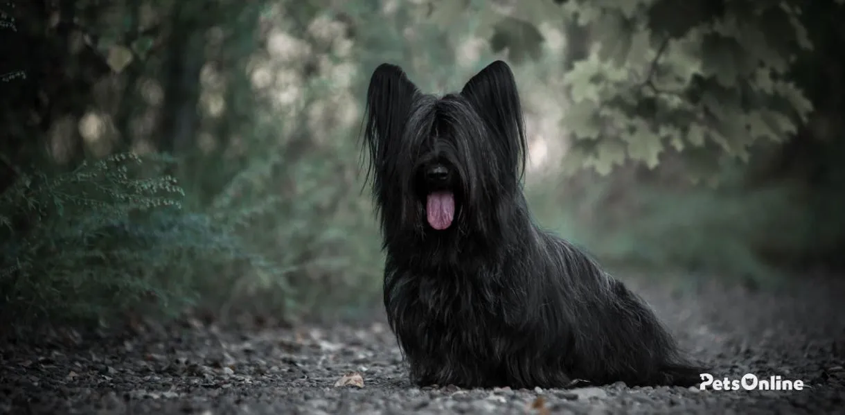 skye terrier dog breed photo 3