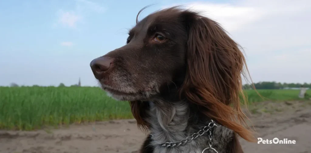 small munsterlander dog breed photo 2