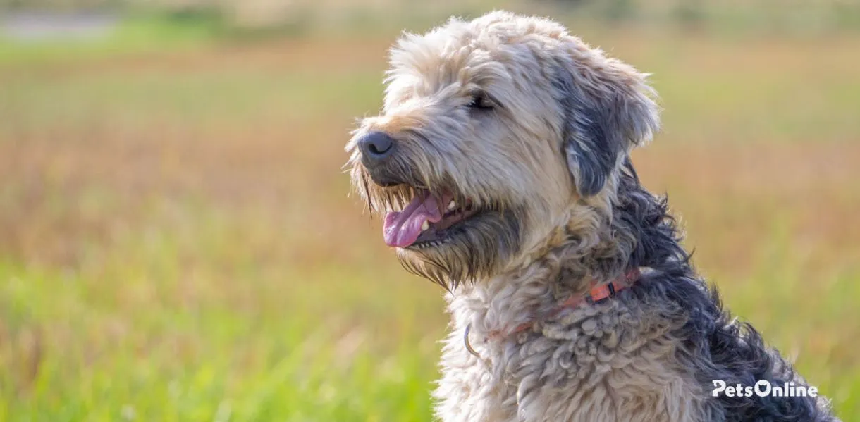 soft coated wheaten terrier dog breed photo 1