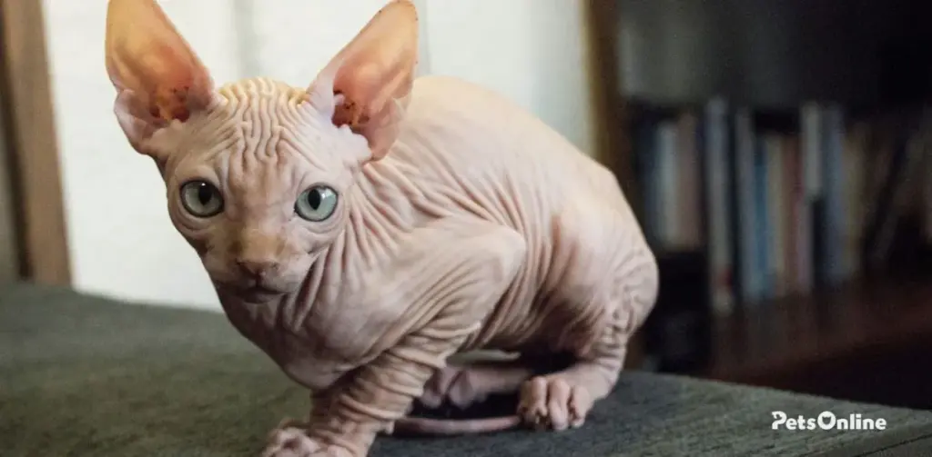 sphynx cat breed photo 4