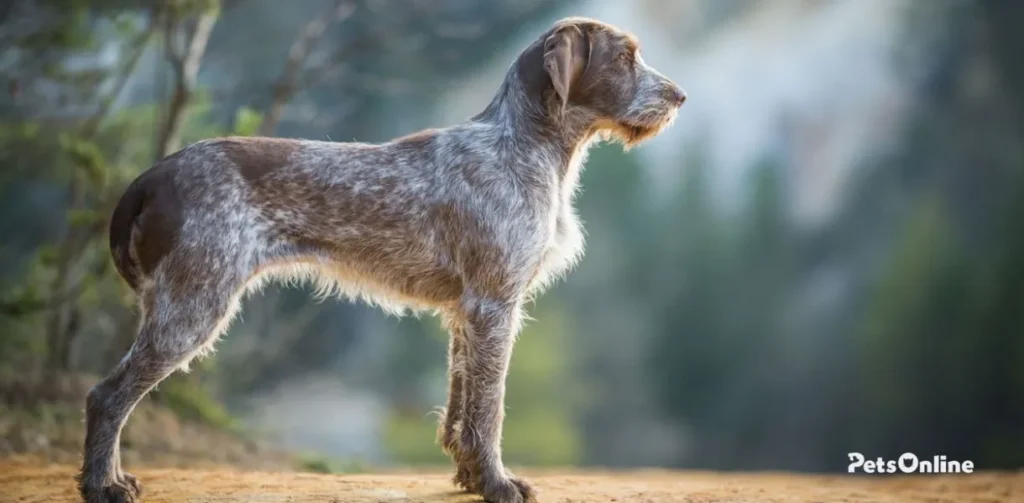 spinone italiano dog breed photo 1