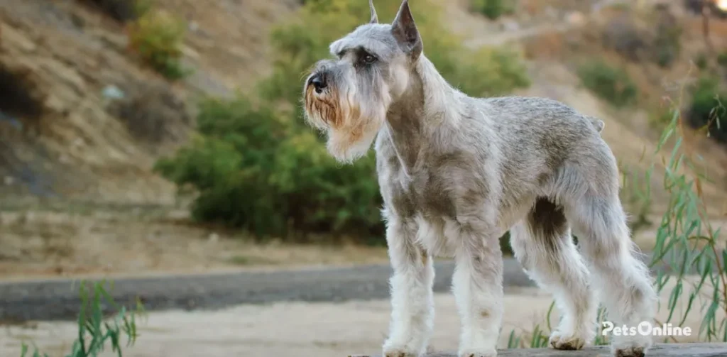 standard schnauzer dog breed photo 2