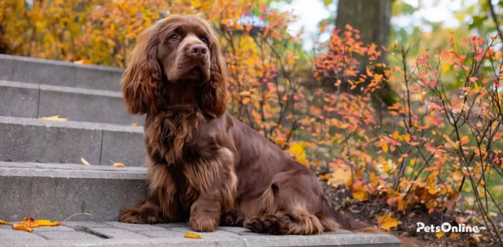 sussex spaniel dog breed photo 2