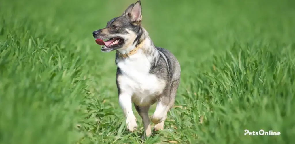 swedish vallhund dog breed photo 4