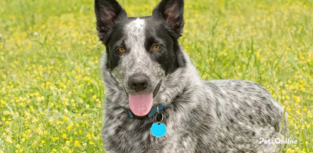 texas heeler dog breed photo 4